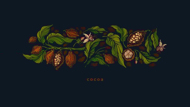 Cocoa fruit, beans. Organic chocolate. Art pattern vector
