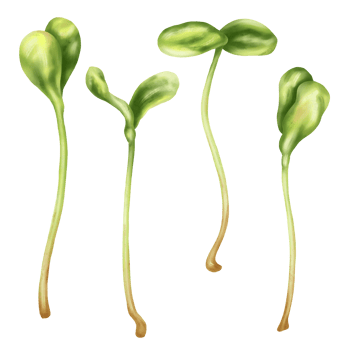 Illustration of sunflower micro-greenery in watercolor style. Young seed seedlings, a useful supplement to food. Clipart on transparent background. Plants for gardening, ingredients for cooking png