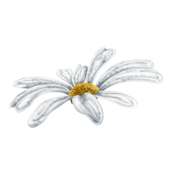 One beautiful white chamomile, top view. Design for herbal tea, natural cosmetics, aromatherapy, health products. png