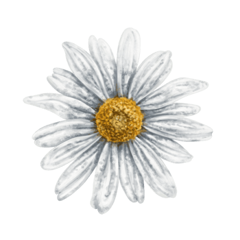 One beautiful white chamomile, top view. Design for herbal tea, natural cosmetics, aromatherapy, health products. png