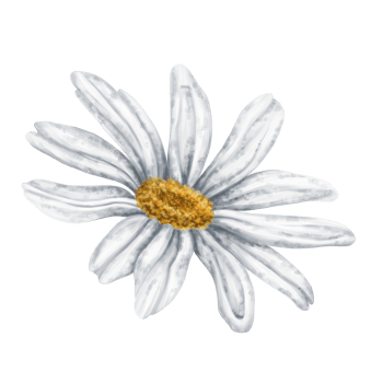 One beautiful white chamomile, top view. Design for herbal tea, natural cosmetics, aromatherapy, health products. png