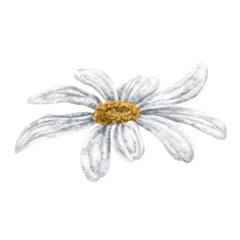 One beautiful white chamomile, top view. Design for herbal tea, natural cosmetics, aromatherapy, health products. png