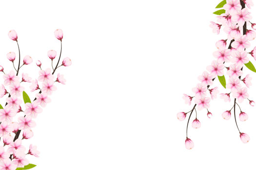 Cherry blossom branch with sakura flower.  cherry blossom. cherry bud. pink sakura flower png