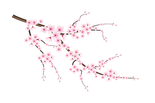 Cherry blossom branch with sakura flower.  cherry blossom. cherry bud. pink sakura flower png