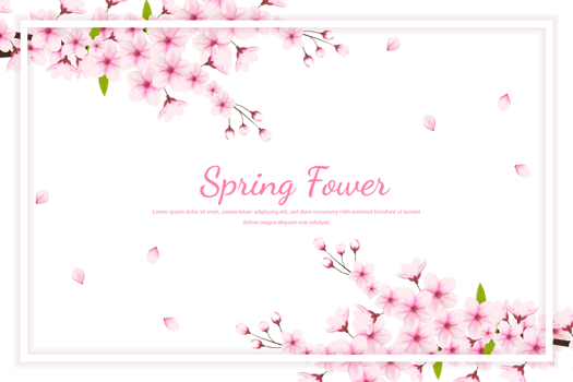 Cherry blossom branch with sakura flower.  cherry blossom. cherry bud. pink sakura flower png