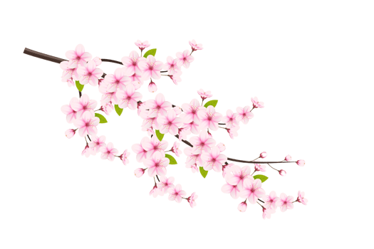 Cherry blossom branch with sakura flower.  cherry blossom. cherry bud. pink sakura flower png