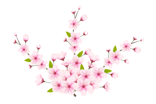 Cherry blossom branch with sakura flower.  cherry blossom. cherry bud. pink sakura flower png