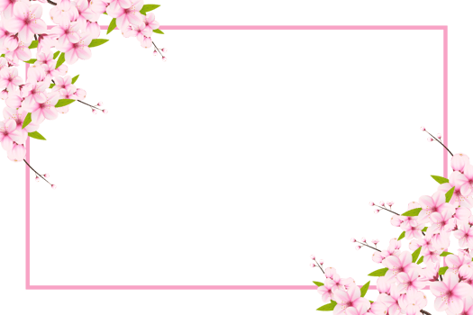 Cherry blossom branch with sakura flower.  cherry blossom. cherry bud. pink sakura flower png