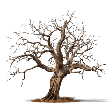 dead tree on transparent background png