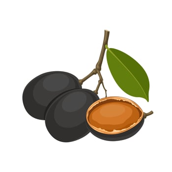 Vector illustration, Dialium cochinchinense or velvet tamarind, isolated on white background.