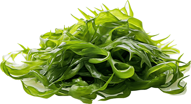 Seaweed png with AI generated.