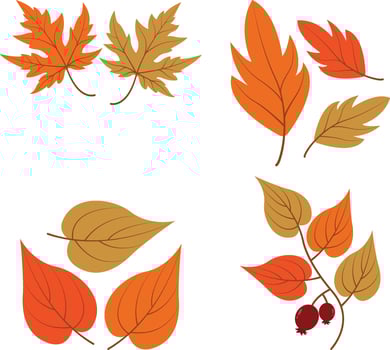 Autumn Leaves. Collection of colorful falling autumn leaves isolated on white background. Vector illustration.