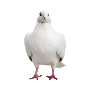 white dove front view isolated on a transparent background png