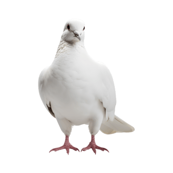 white dove front view isolated on a transparent background png