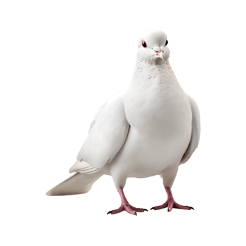 white dove front view isolated on a transparent background png