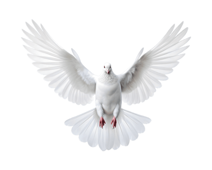 white dove flying free with open wings, front view isolated on a transparent background png