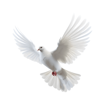 white dove flying with wings wide open isolated on a transparent background png