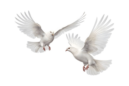 Two white doves are flying isolated on a transparent background png