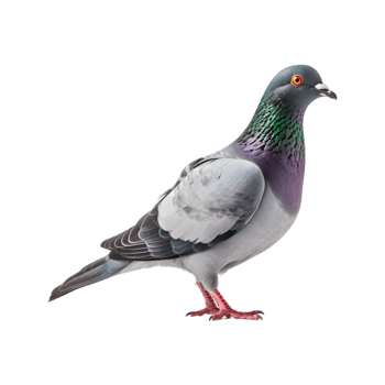 full body of a racing pigeon, side view isolated on a transparent background png