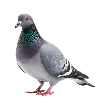 full body of a racing pigeon, side view isolated on a transparent background png