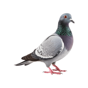 full body of a racing pigeon, side view isolated on a transparent background png