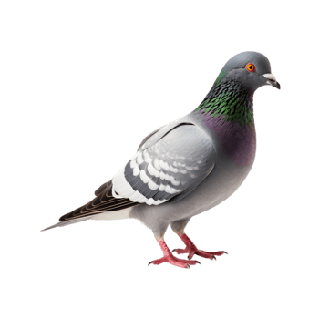 full body of a racing pigeon, side view isolated on a transparent background png