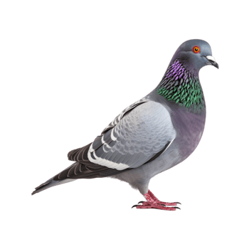 full body of a racing pigeon, side view isolated on a transparent background png