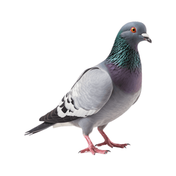 full body of a racing pigeon, side view isolated on a transparent background png