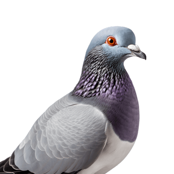 Close-up shot of a racing pigeon with beautiful colored plumage isolated on a transparent background png