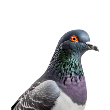 Close-up shot of a racing pigeon with beautiful colored plumage isolated on a transparent background png