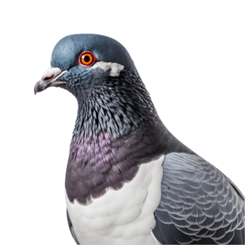 Close-up shot of a racing pigeon with beautiful colored plumage isolated on a transparent background png