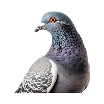 Close-up shot of a racing pigeon with beautiful colored plumage isolated on a transparent background png
