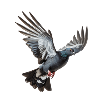 Racing pigeons fly with beautiful wide open wings isolated on a transparent background png