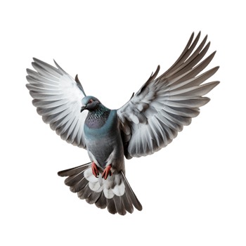 Racing pigeons fly with beautiful wide open wings isolated on a transparent background png