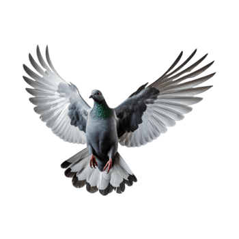 Racing pigeons fly with beautiful wide open wings isolated on a transparent background png