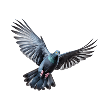 Racing pigeons fly with beautiful wide open wings isolated on a transparent background png