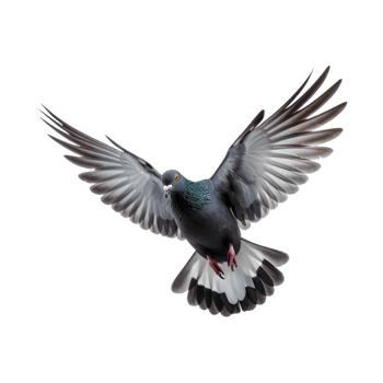 Racing pigeons fly with beautiful wide open wings isolated on a transparent background png