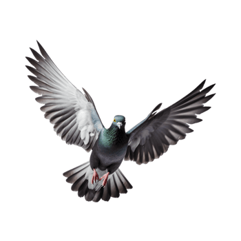 Racing pigeons fly with beautiful wide open wings isolated on a transparent background png