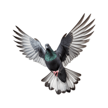 Racing pigeons fly with beautiful wide open wings isolated on a transparent background png