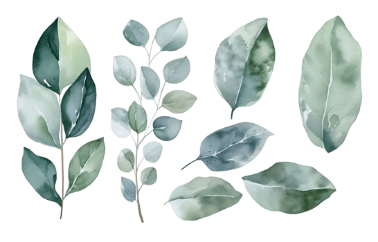 Watercolor set of eucalyptus on a transparent background. AI generated illustration. png