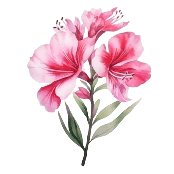 Watercolor pink flower isolated png