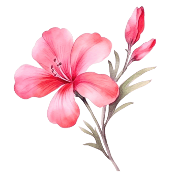Watercolor pink flower isolated png