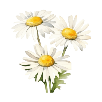 Watercolor chamomile flower isolated png