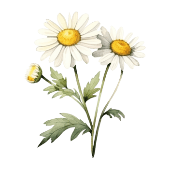 Watercolor chamomile flower isolated png