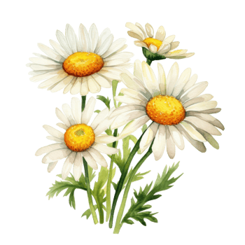 Watercolor chamomile flower isolated png