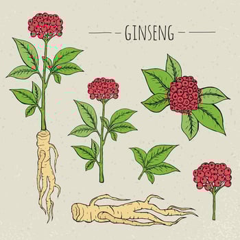 Ginseng medical botanical isolated illustration. plant, root, leaves hand drawn set. Vintage sketch. vector