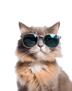 close-up photo of a cool cat posing wearing glasses and looking cool isolated on a transparent background png
