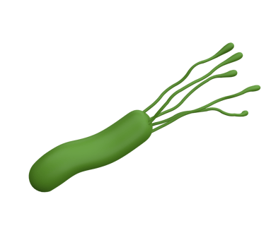 Helicobacter pylori bacteria 3d render realistic medicine icon for logo isolated with transparent png. Microbiology health human illustration png