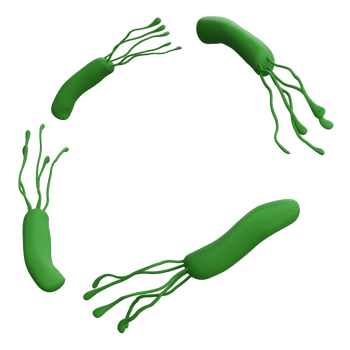 Helicobacter pylori bacteria 3d render realistic frame with place for text. isolated with transparent png. Microbiology health human illustration png