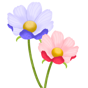 Cosmos Flower 2 png